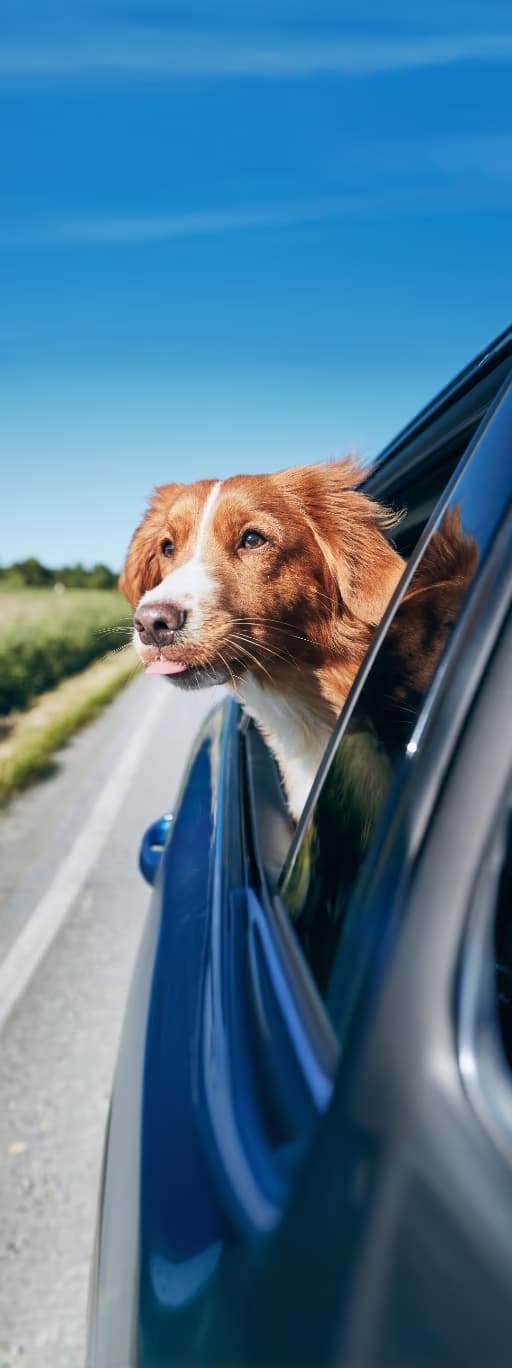 chien dans voiture page d'accueil
