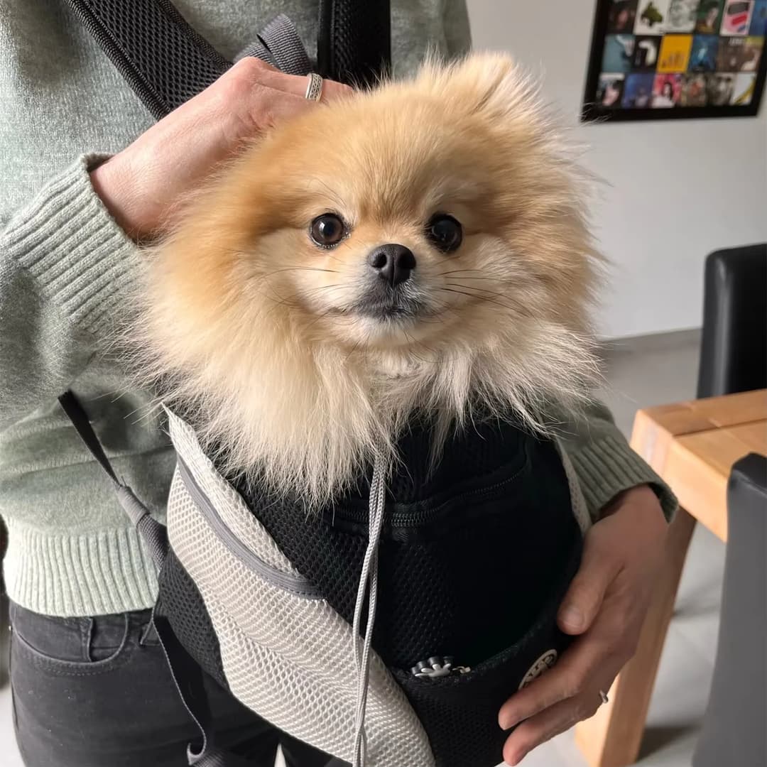 Sac à dos pour chien